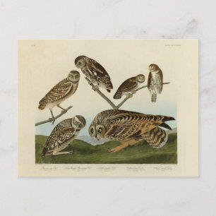Burrowing Uggla - från Audubon's Birds of America Vykort