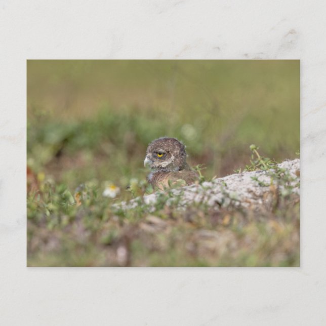 Burrowing Uggla i Florida Vykort (Framsida)