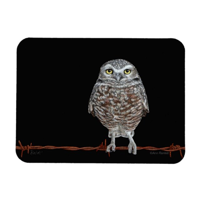 Burrowing Uggla Magnet (Horisontell)