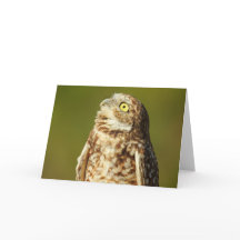 Burrowing Uggla Notecard