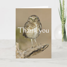 Burrowing Uggla på en chokladrib Tack Kort