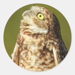 Burrowing Uggla Sticker Runt Klistermärke