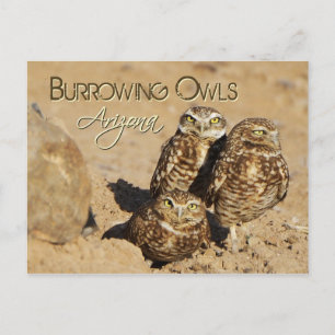 Burrowing ugglor, Arizona Vykort