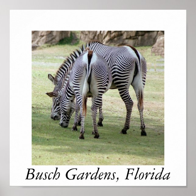 Busch Gardens, Florida Poster (Framsidan)