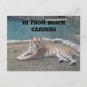 Busch Gardens Vykort