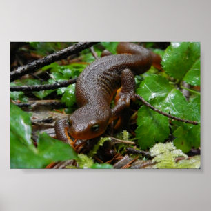 buse-flåd newt poster