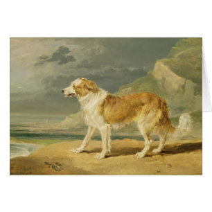 Buse-jackad Collie, 1809 (olja ombord) Hälsningskort