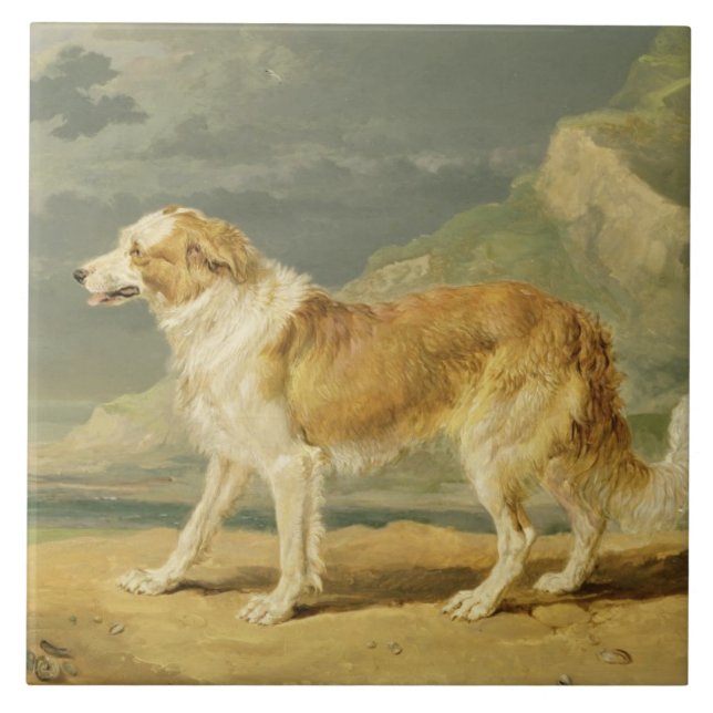 Buse-jackad Collie, 1809 (olja ombord) Kakelplatta (Framsidan)