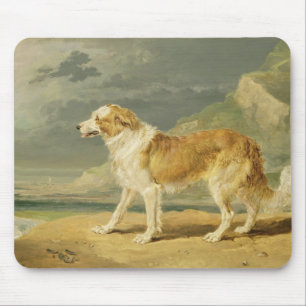 Buse-jackad Collie, 1809 (olja ombord) Musmatta