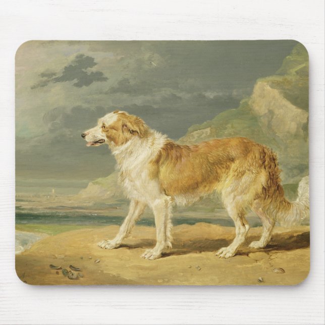 Buse-jackad Collie, 1809 (olja ombord) Musmatta (Framsidan)