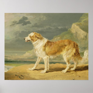Buse-jackad Collie, 1809 (olja ombord) Poster