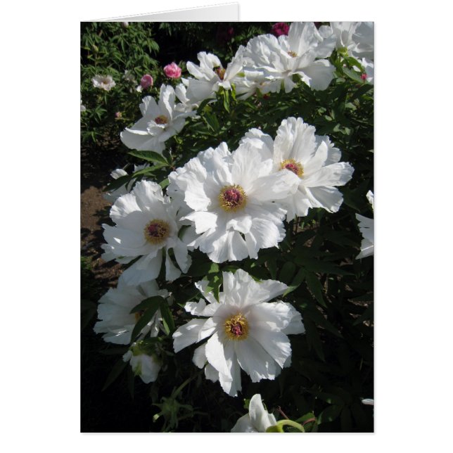 Bush av vitpioner OBS kort (Framsidan)