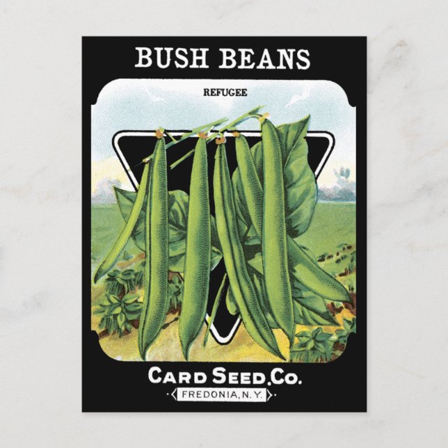 Bush Beans Seed Pack Vegetable Garden Black NY Vykort (Framsida)