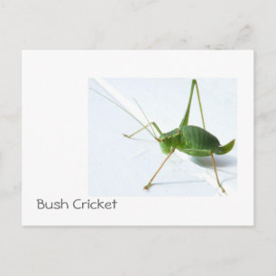 Bush Cricket Postcatrd Vykort