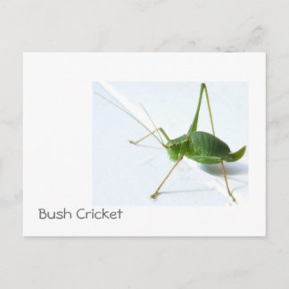 Bush Cricket Postcatrd Vykort