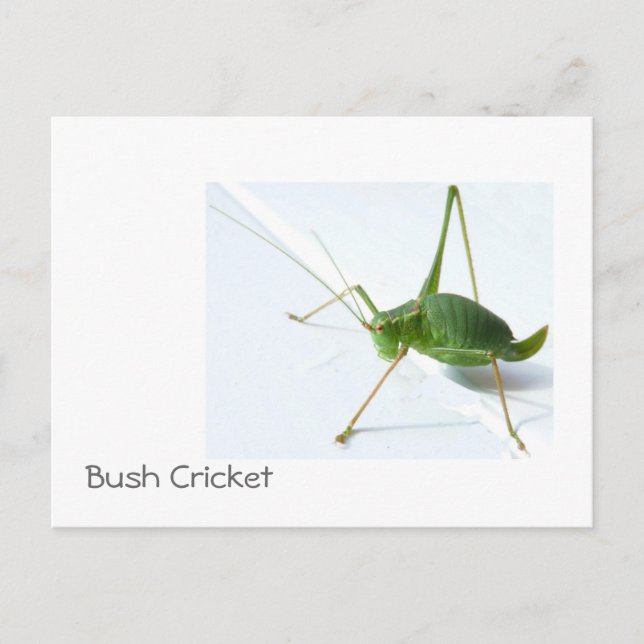 Bush Cricket Postcatrd Vykort (Framsida)