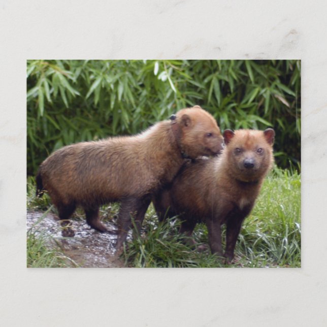 bush-hund-b-1 vykort (Framsida)