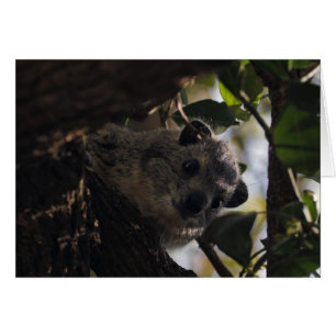Bush Hyrax Hälsningskort