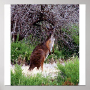 Bush Kangaroo Skriv ut Poster
