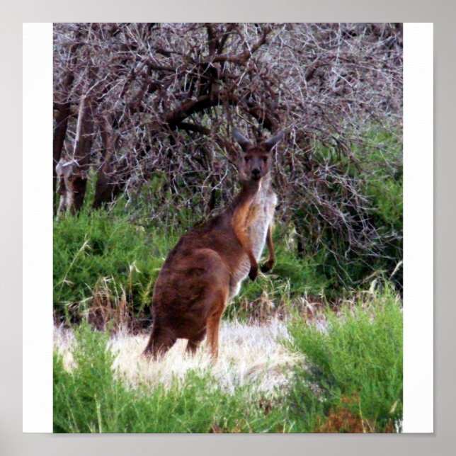 Bush Kangaroo Skriv ut Poster (Framsidan)