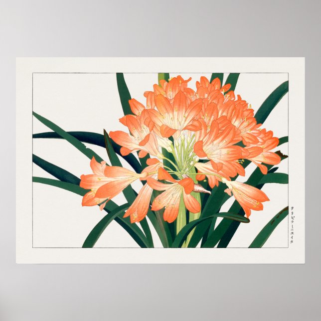 Bush Lily, Clivia miniata, Flowers, Tanigami Kona, Poster (Framsidan)