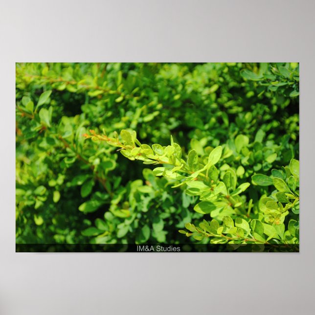 Bush nära Lagoon. Poster (Framsidan)