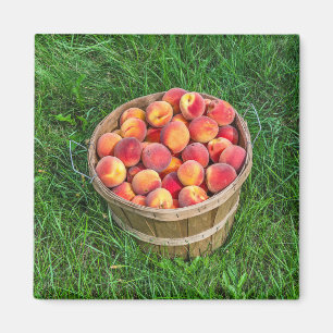 Bushel Basket av färska persikor Magnet