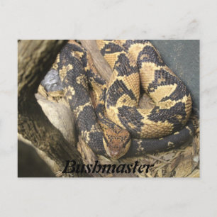 Bushmaster Vykort