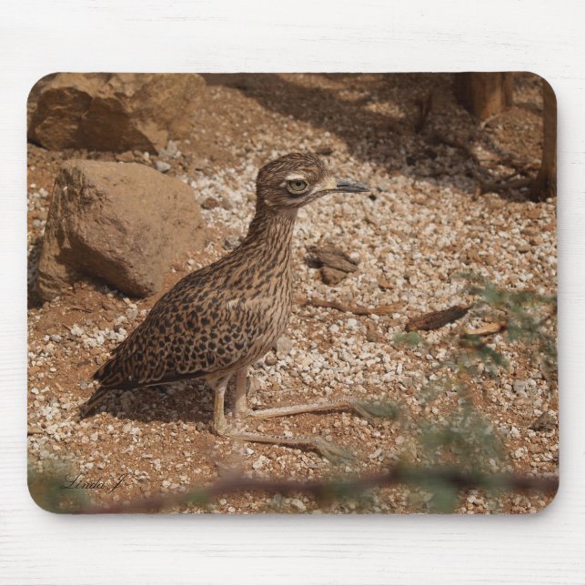 Bushs Thick-Knee Mousepad Musmatta (Framsidan)