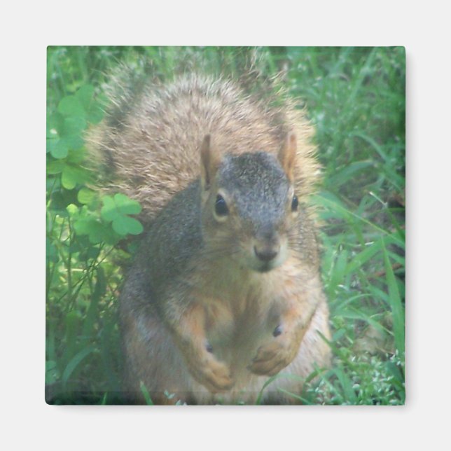 bushy svan magnet (Framsidan)