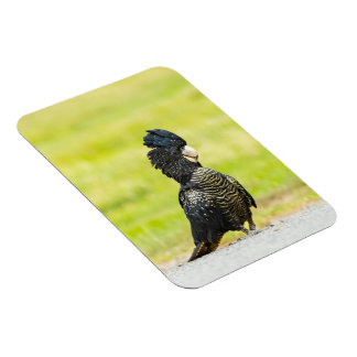 Busig svart kakadu-porträtt magnet