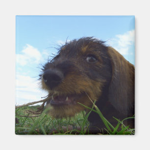 Busig taxvalp magnet