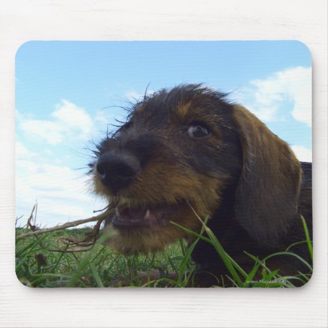 Busigt Musmatta (Framsidan)