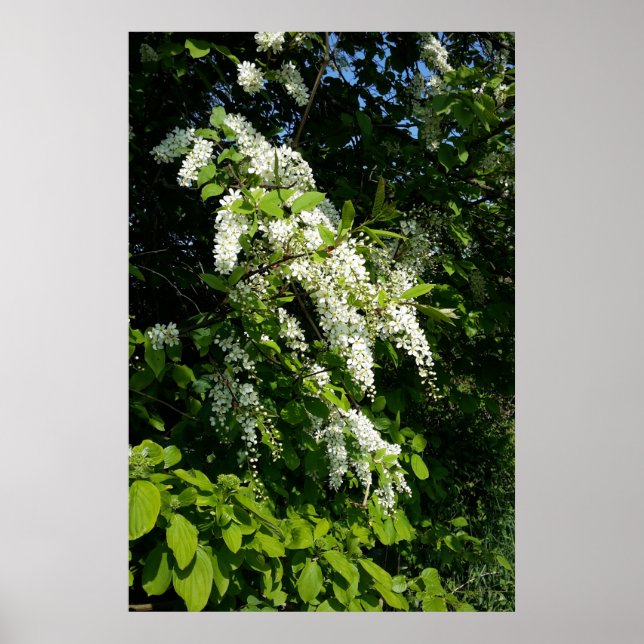 Buske med vita blommor poster (Framsidan)