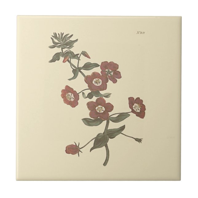 Busklyckört Botanisk Illustration Kakelplatta (Framsidan)