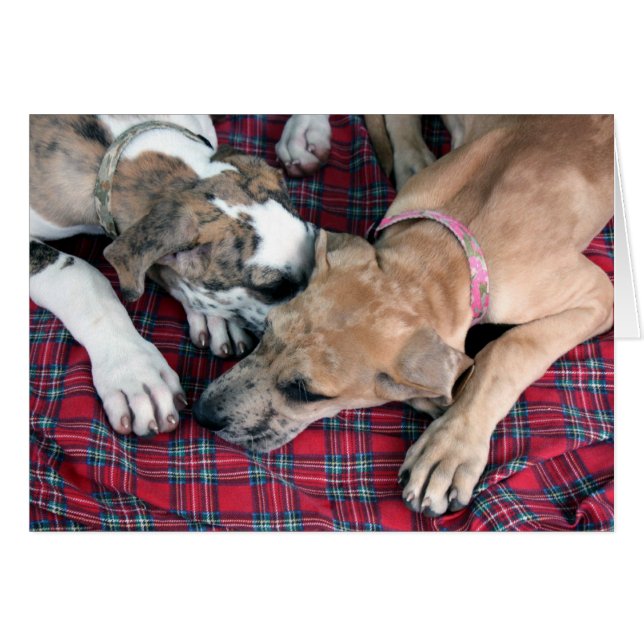 Buster och jade hälsningskort (Framsidan Horizontal)