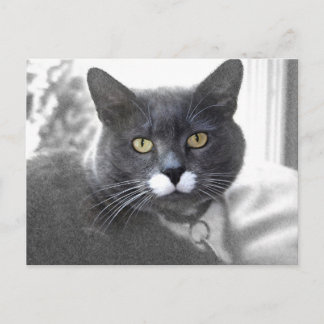 Buster-vykort Vykort