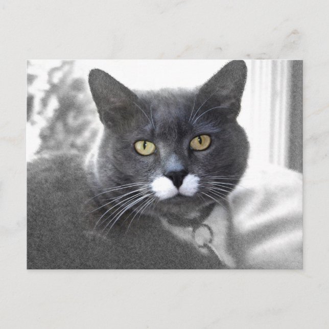 Buster-vykort Vykort (Framsida)