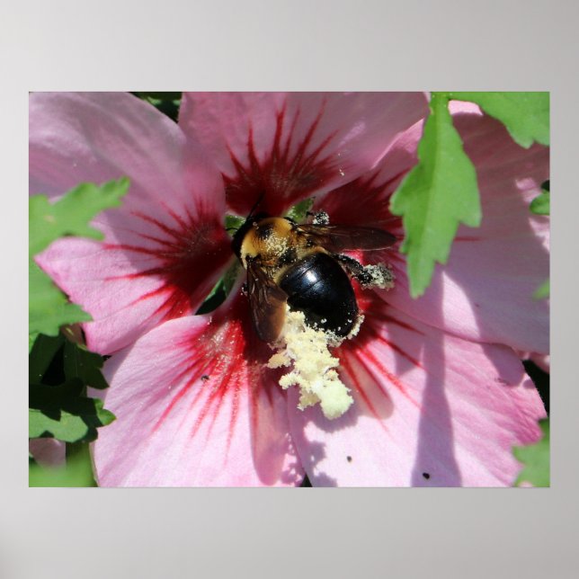 Busy Be Collection Pollen in a Hibiscus  Poster (Framsidan)