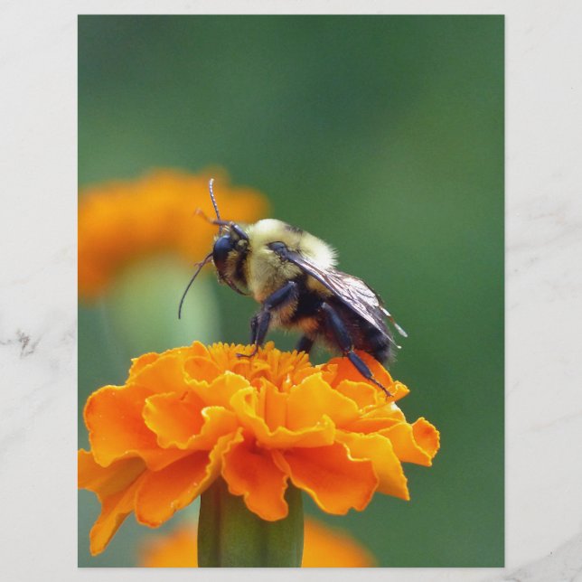 Busy Bee (Framsida)