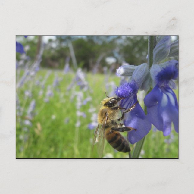Busy Bee 4 Vykort (Framsida)