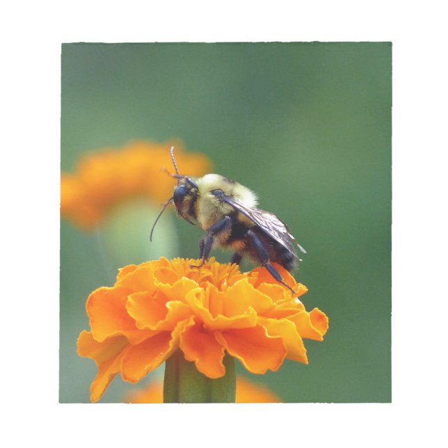 Busy Bee Anteckningsblock (Framsida)
