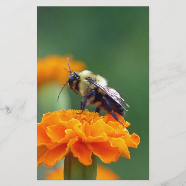 Busy Bee Brevpapper (Framsida)