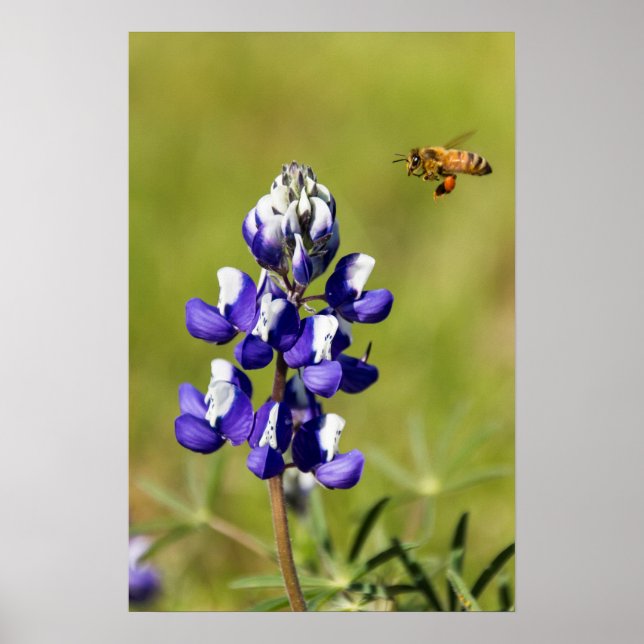 Busy Bee Contemplation a Vild Lupin Flower Poster (Framsidan)