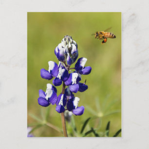 Busy Bee Contemplation a Vild Lupin Flower Vykort