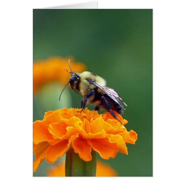 Busy Bee Hälsningskort (Framsidan)