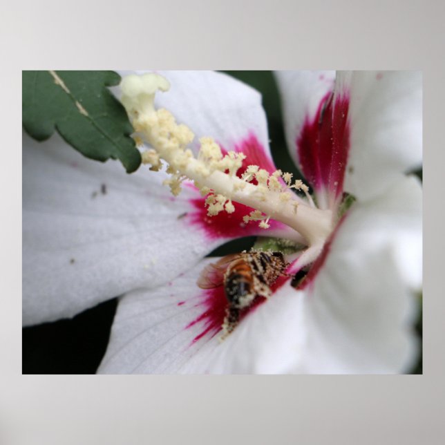 Busy Bee Hibiscus Pollen Party Poster (Framsidan)