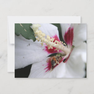 Busy Bee Hibiscus Pollen Party Vykort