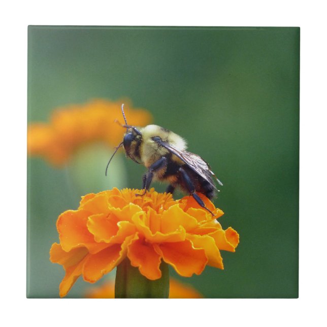 Busy Bee Kakelplatta (Framsidan)