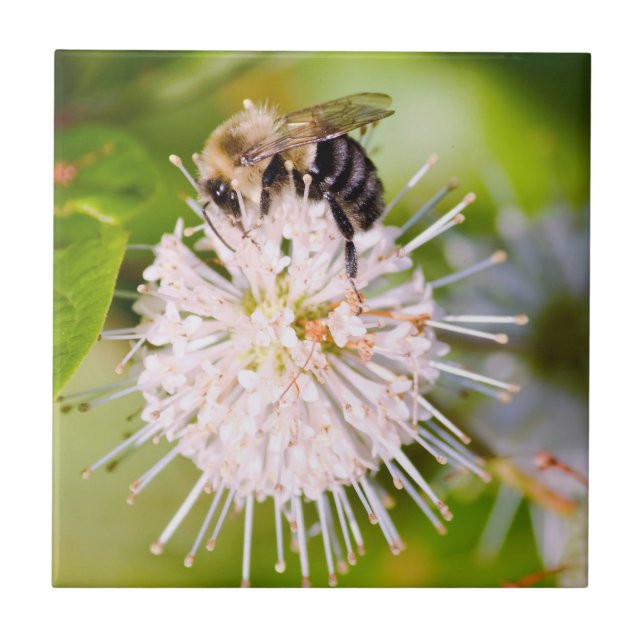 Busy Bee Kakelplatta (Framsidan)